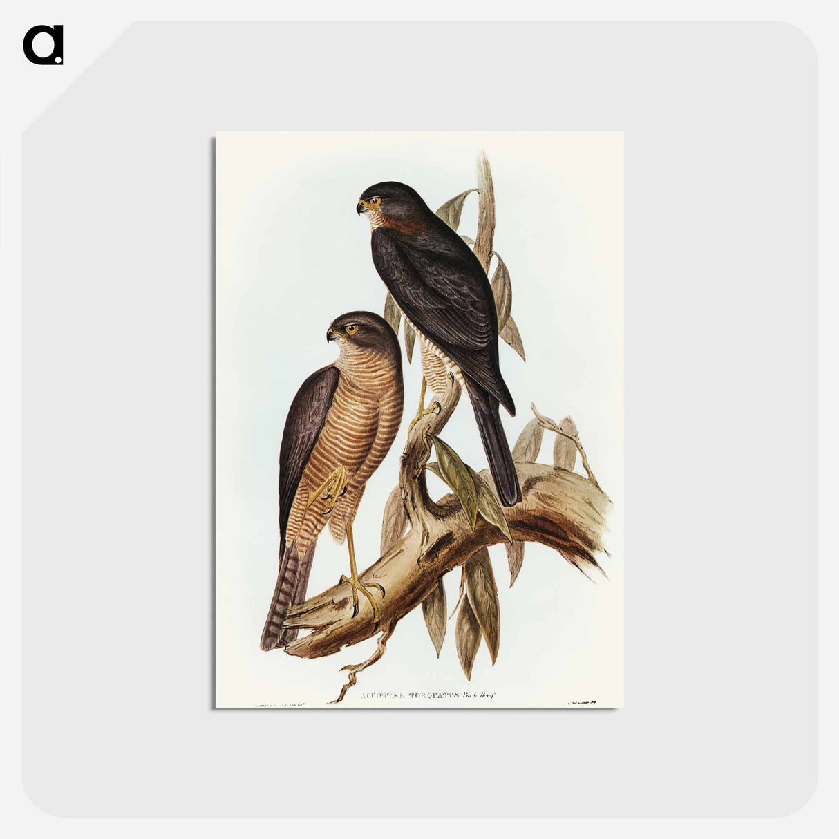アートポストカード-Collared Sparrow Hawk
 - オーストラリアの鳥 Postcard.