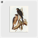 アートポストカード-Collared Sparrow Hawk
 - オーストラリアの鳥 Postcard.