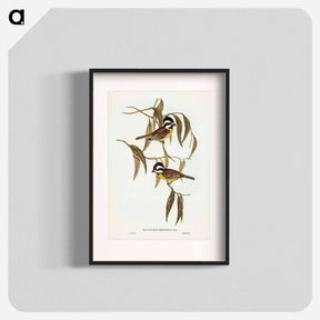アートポスター-Frontal Shrike-Tit
 - ジョン グールド Poster.