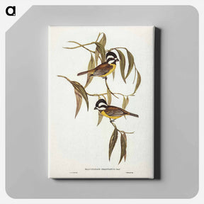アートパネル-Frontal Shrike-Tit
 - ジョン グールド Canvas.