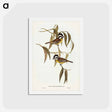 アートポストカード-Frontal Shrike-Tit
 - ジョン グールド Postcard.