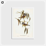 アートポストカード-Frontal Shrike-Tit
 - ジョン グールド Postcard.