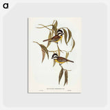 アートポストカード-Frontal Shrike-Tit
 - ジョン グールド Postcard.