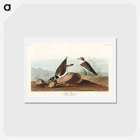 アートポストカード-Ring Plover
 - ジョン ジェームス オーデュボン Postcard.