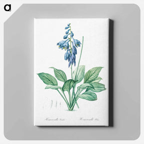 アートパネル-Daylily illustration - ピエール ジョゼフ ルドゥーテ Canvas.