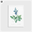 アートポストカード-Daylily illustration - ピエール ジョゼフ ルドゥーテ Postcard.