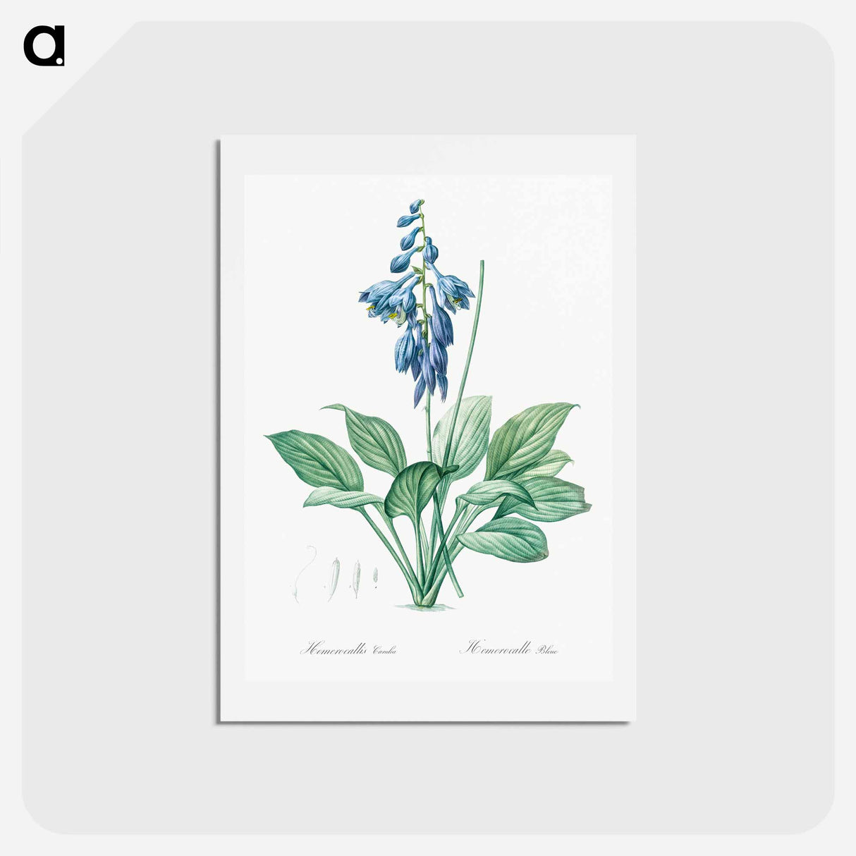 アートポストカード-Daylily illustration - ピエール ジョゼフ ルドゥーテ Postcard.