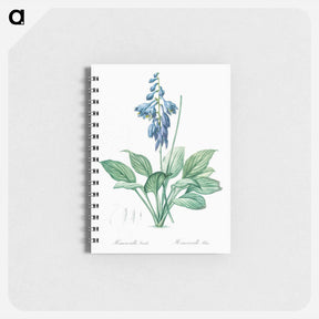 アートメモ帳-Daylily illustration - ピエール ジョゼフ ルドゥーテ Memo.