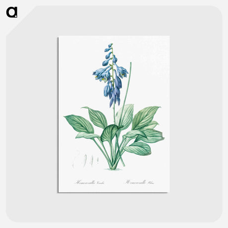 アートポストカード-Daylily illustration - ピエール ジョゼフ ルドゥーテ Postcard.