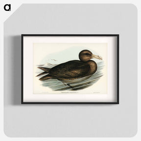 アートポスター-Giant Petrel
 - オーストラリアの鳥 Poster.