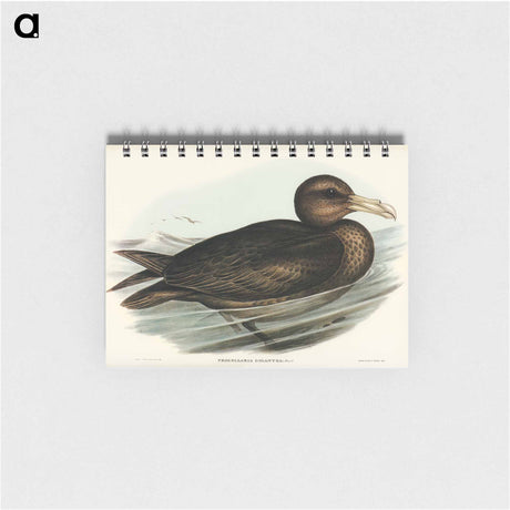アートメモ帳-Giant Petrel
 - オーストラリアの鳥 Memo.