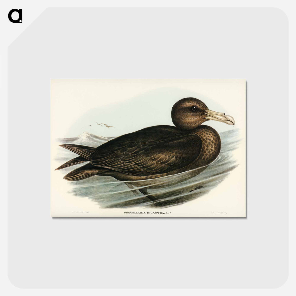 アートポストカード-Giant Petrel
 - オーストラリアの鳥 Postcard.
