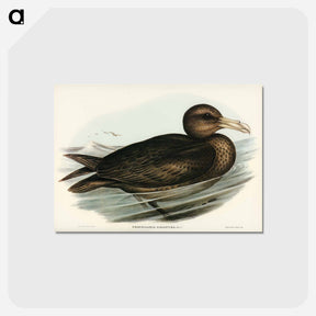 アートポストカード-Giant Petrel
 - オーストラリアの鳥 Postcard.