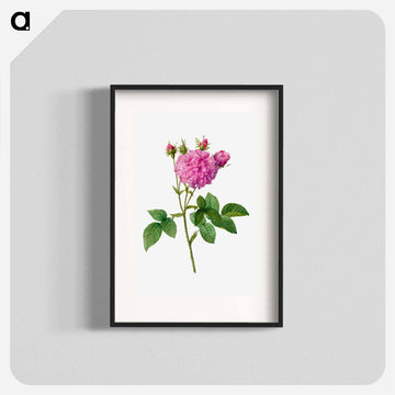 Agatha Rose
 - クリーブランド美術館 Poster.