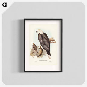 アートポスター-White-bellied Sea Eagle
 - ジョン グールド Poster.
