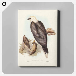 アートパネル-White-bellied Sea Eagle
 - ジョン グールド Canvas.