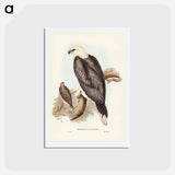 アートポストカード-White-bellied Sea Eagle
 - ジョン グールド Postcard.