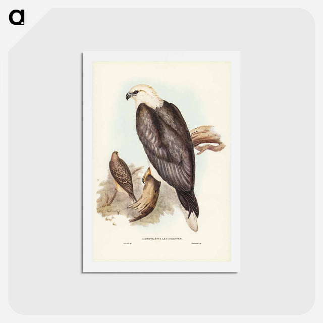 アートポストカード-White-bellied Sea Eagle
 - ジョン グールド Postcard.