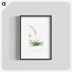 アートポスター-Aloe Carinata (Gasteria Carinata) - ピエール ジョゼフ ルドゥーテ Poster.