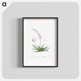 Aloe Carinata (Gasteria Carinata) - ピエール ジョゼフ ルドゥーテ Poster.