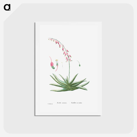 アートポストカード-Aloe Carinata (Gasteria Carinata) - ピエール ジョゼフ ルドゥーテ Postcard.