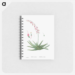 アートメモ帳-Aloe Carinata (Gasteria Carinata) - ピエール ジョゼフ ルドゥーテ Memo.