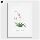 Aloe Carinata (Gasteria Carinata) - ピエール ジョゼフ ルドゥーテ Poster.