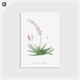 アートポストカード-Aloe Carinata (Gasteria Carinata) - ピエール ジョゼフ ルドゥーテ Postcard.