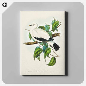 アートパネル-Torres Strait Fruit Pigeon
 - ジョン グールド Canvas.
