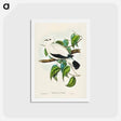 アートポストカード-Torres Strait Fruit Pigeon
 - ジョン グールド Postcard.