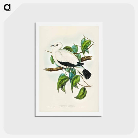 アートポストカード-Torres Strait Fruit Pigeon
 - ジョン グールド Postcard.