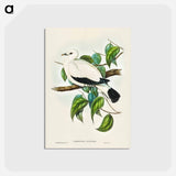 アートポストカード-Torres Strait Fruit Pigeon
 - ジョン グールド Postcard.