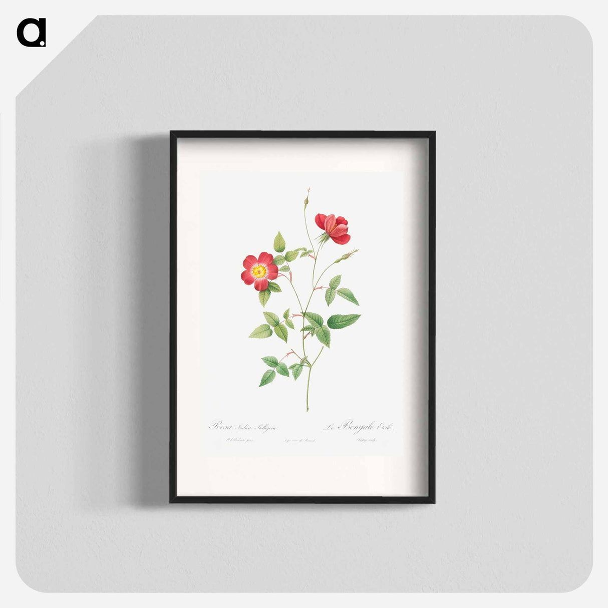 Rose Indica Stelligera - Pierre Joseph Redouté Poster.