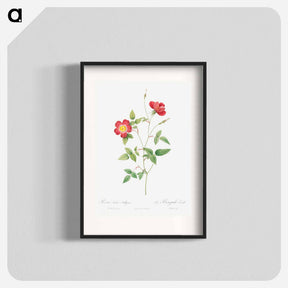 アートポスター-Rose Indica Stelligera - ピエール ジョゼフ ルドゥーテ Poster.