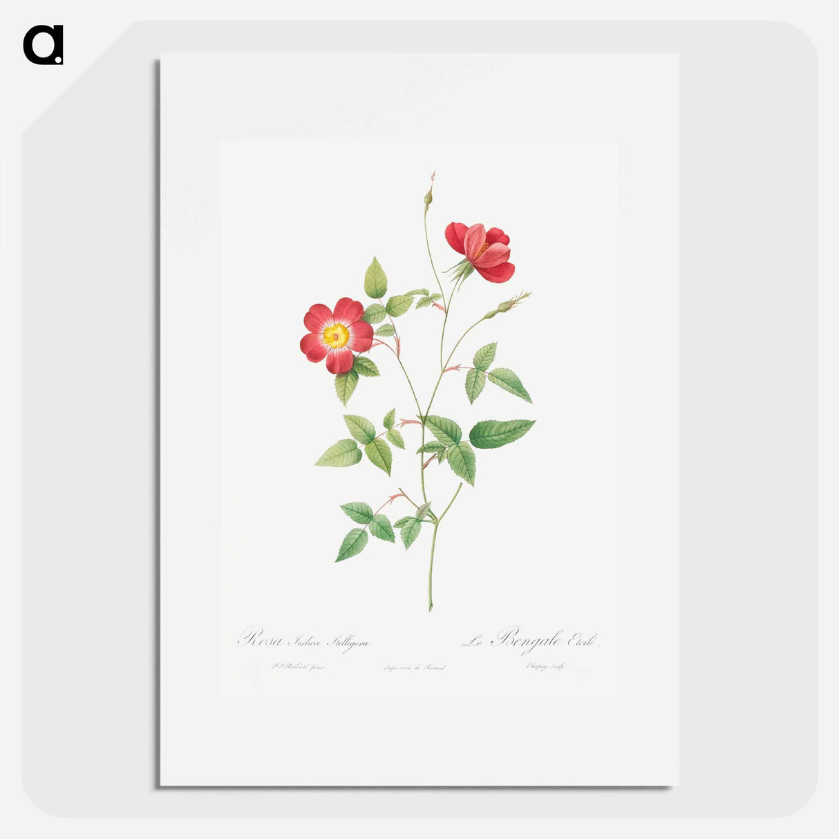 Rose Indica Stelligera - Pierre Joseph Redouté Poster.