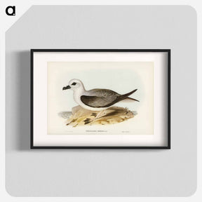 アートポスター-White-headed Petrel
 - オーストラリアの鳥 Poster.