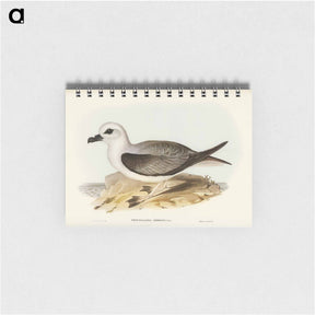 アートメモ帳-White-headed Petrel
 - オーストラリアの鳥 Memo.