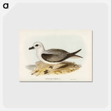 アートポストカード-White-headed Petrel
 - オーストラリアの鳥 Postcard.