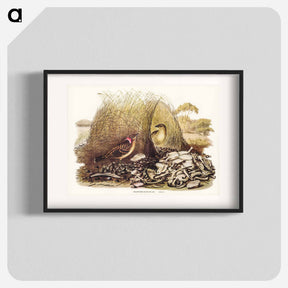 アートポスター-Spotted Bower Bird
 - ジョン グールド Poster.