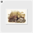 アートポストカード-Spotted Bower Bird
 - ジョン グールド Postcard.