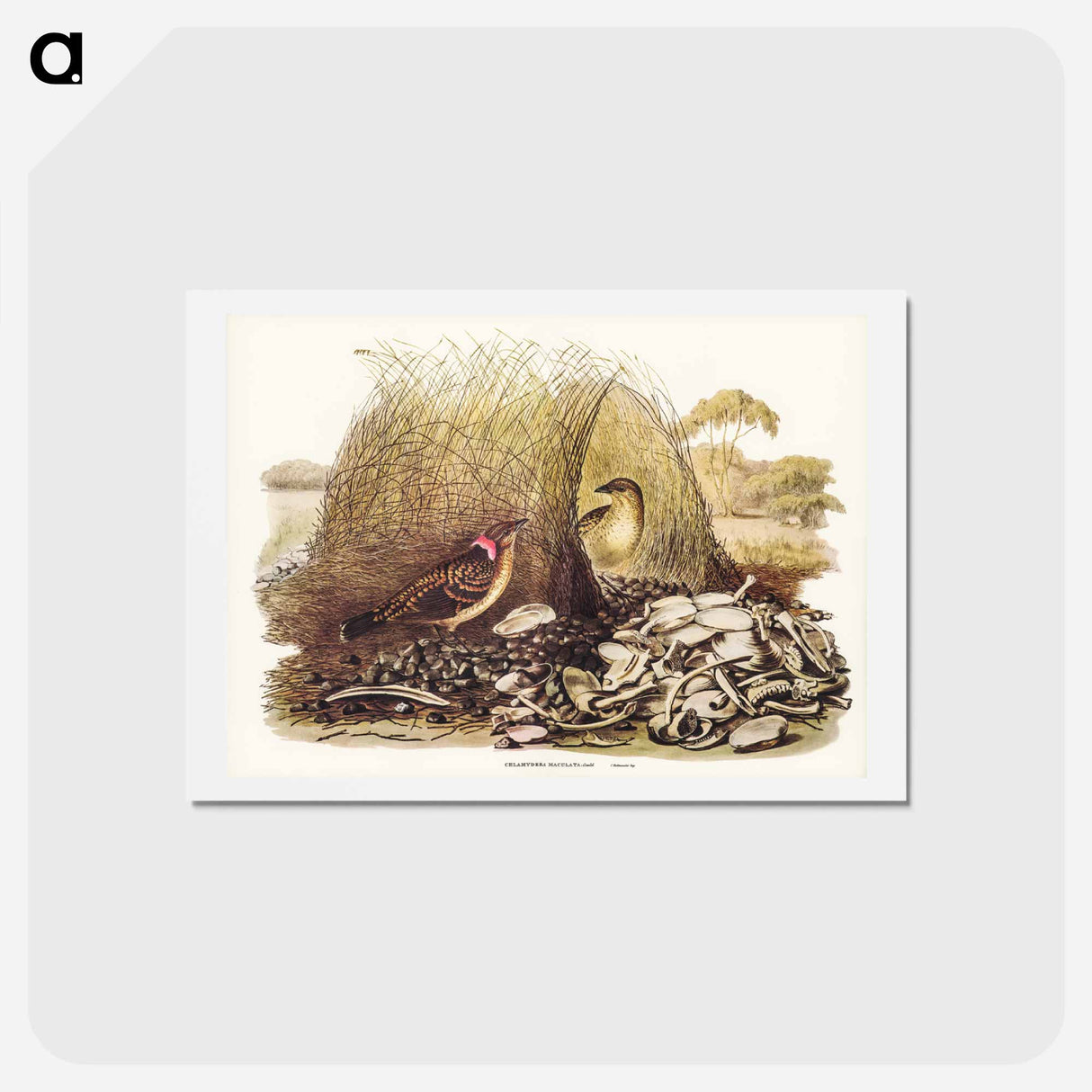 アートポストカード-Spotted Bower Bird
 - ジョン グールド Postcard.