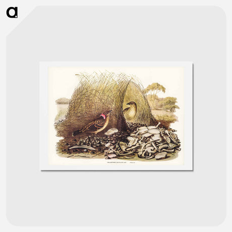 アートポストカード-Spotted Bower Bird
 - ジョン グールド Postcard.
