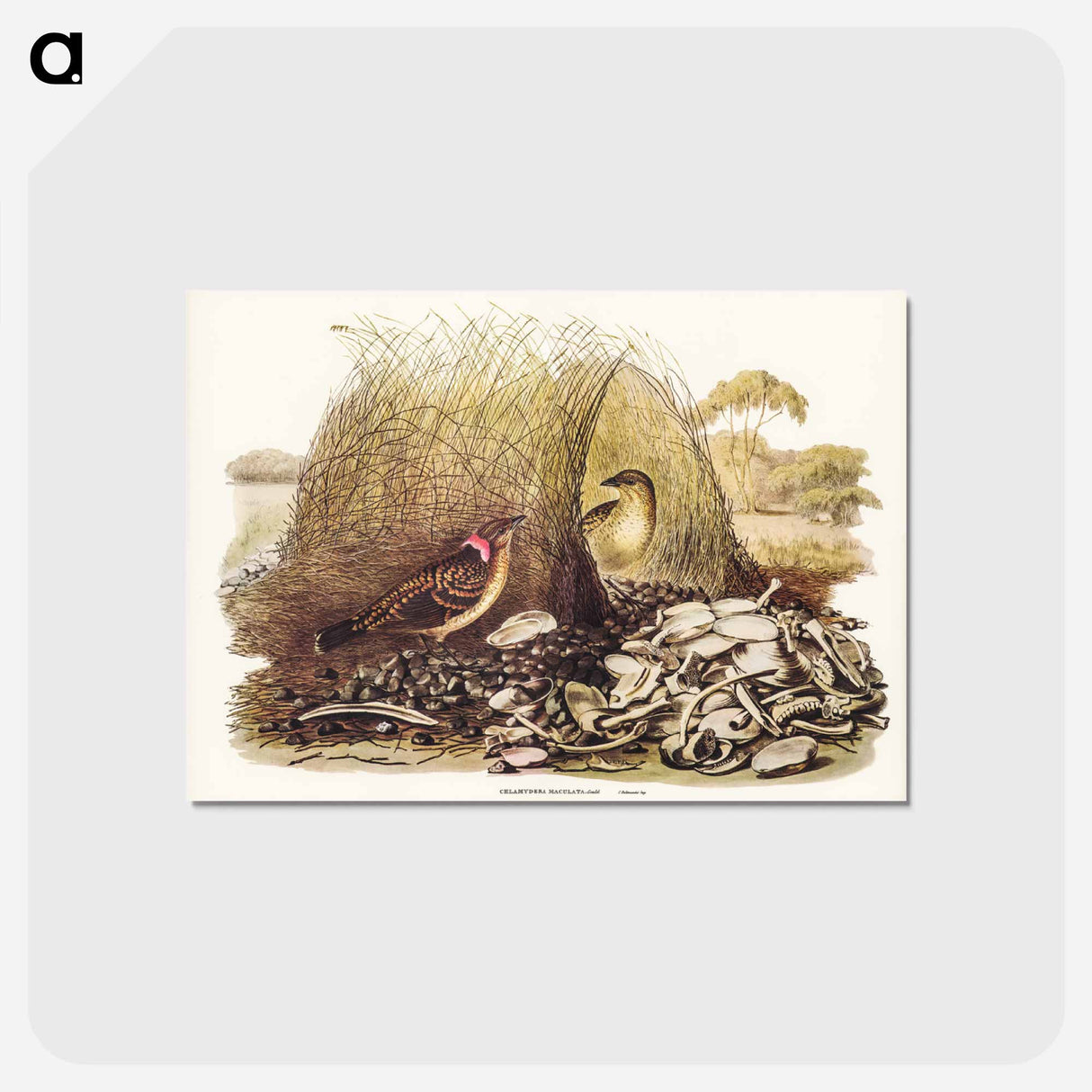 アートポストカード-Spotted Bower Bird
 - ジョン グールド Postcard.