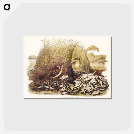 アートポストカード-Spotted Bower Bird
 - ジョン グールド Postcard.