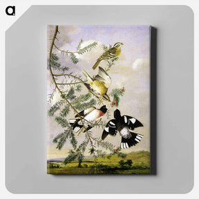 アートパネル-Rose-Breasted Grosbeak
 - ジョン ジェームス オーデュボン Canvas.
