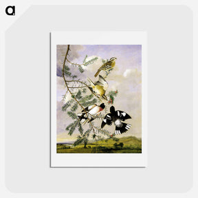 アートポストカード-Rose-Breasted Grosbeak
 - ジョン ジェームス オーデュボン Postcard.