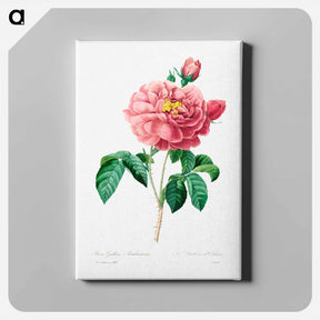 アートパネル-Pink rose - ピエール ジョゼフ ルドゥーテ Canvas.