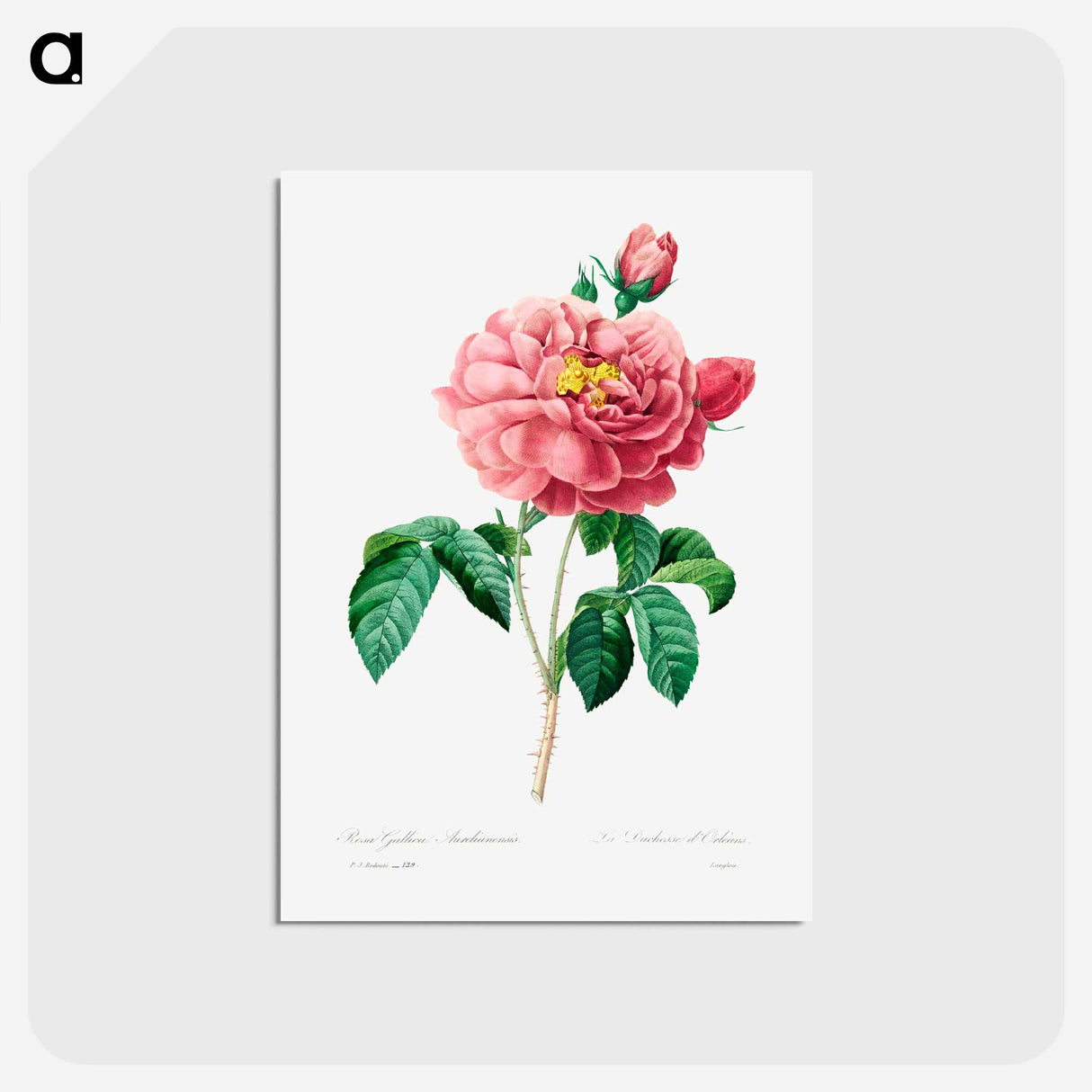 アートポストカード-Pink rose - ピエール ジョゼフ ルドゥーテ Postcard.