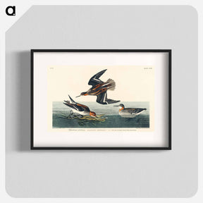 アートポスター-Hyperborean phalarope from Birds of America
 - アメリカの鳥たち Poster.