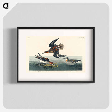 Hyperborean phalarope from Birds of America
 - アメリカの鳥たち Poster.